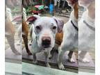 American Pit Bull Terrier Mix DOG FOR ADOPTION RGADN-1173251 - MONTANA - Pit