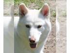Siberian Husky Mix DOG FOR ADOPTION RGADN-1173258 - Chloe - CL - Siberian Husky