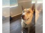 Carolina Dog Mix DOG FOR ADOPTION RGADN-1173279 - Durango - Shepherd / Carolina