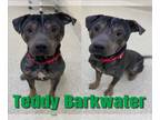 American Pit Bull Terrier Mix DOG FOR ADOPTION RGADN-1173307 - TEDDY BARKWATER -