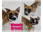 German Shepherd Dog Mix DOG FOR ADOPTION RGADN-1173309 - WENDY BROWN - German