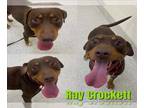 American Pit Bull Terrier DOG FOR ADOPTION RGADN-1173310 - RAY CROCKETT - Pit