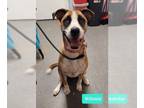 Boxer Mix DOG FOR ADOPTION RGADN-1173314 - Winnie-Sponsored - Shepherd / Boxer /