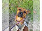 Rhodesian Ridgeback DOG FOR ADOPTION RGADN-1173323 - PUMPKIN SPICE - Rhodesian