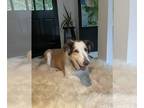 Collie Mix DOG FOR ADOPTION RGADN-1173332 - Greta - Collie / Mixed Dog For