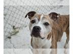 Boxer Mix DOG FOR ADOPTION RGADN-1173338 - BONNIE - Boxer / Mixed (medium coat)