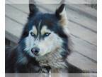 Siberian Husky DOG FOR ADOPTION RGADN-1173346 - Rain - Siberian Husky (medium