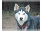 Siberian Husky DOG FOR ADOPTION RGADN-1173347 - Bean - Siberian Husky (medium