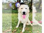 Great Pyrenees DOG FOR ADOPTION RGADN-1173352 - Heidi - Great Pyrenees (long