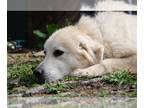 Great Pyrenees DOG FOR ADOPTION RGADN-1173353 - Lady - Great Pyrenees (long