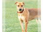 American Pit Bull Terrier-German Shepherd Dog Mix DOG FOR ADOPTION RGADN-1173364