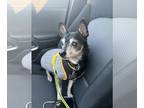 Miniature Pinscher Mix DOG FOR ADOPTION RGADN-1173365 - Puma - Miniature