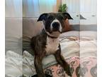 Bullboxer Pit DOG FOR ADOPTION RGADN-1173375 - Ozzy - Pit Bull Terrier / Boxer /