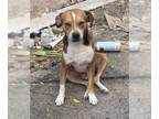 Beagle Mix DOG FOR ADOPTION RGADN-1173381 - CANELO - Beagle / Mixed (medium