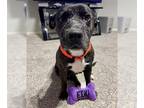 Staffordshire Bull Terrier Mix DOG FOR ADOPTION RGADN-1173387 - SYLVIE -