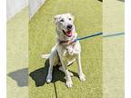 Great Pyrenees DOG FOR ADOPTION RGADN-1173392 - STEVIE - Great Pyrenees (medium