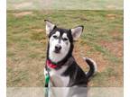 Siberian Husky Mix DOG FOR ADOPTION RGADN-1173393 - MAISIE - Siberian Husky /
