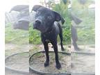 Labrador Retriever Mix DOG FOR ADOPTION RGADN-1173397 - Squeak - Labrador