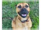 Boxer Mix DOG FOR ADOPTION RGADN-1173422 - CAPRIA - Boxer / Mixed (medium coat)