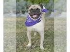 Pug DOG FOR ADOPTION RGADN-1173423 - Malloy - Pug Dog For Adoption