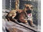 Labrador Retriever Mix DOG FOR ADOPTION RGADN-1173430 - Joel - Shepherd /