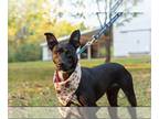 Sheprador DOG FOR ADOPTION RGADN-1173439 - Tilly - Labrador Retriever /