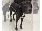 American Pit Bull Terrier Mix DOG FOR ADOPTION RGADN-1173441 - PARCHEEZE - Pit