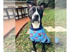 American Pit Bull Terrier DOG FOR ADOPTION RGADN-1173442 - BOSS - Pit Bull