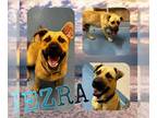 Labrador Retriever Mix DOG FOR ADOPTION RGADN-1173443 - EZRA - Labrador