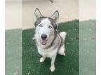 Siberian Husky DOG FOR ADOPTION RGADN-1173449 - BENITO - Siberian Husky (medium