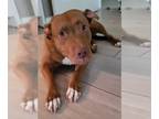 American Pit Bull Terrier-Staffordshire Bull Terrier Mix DOG FOR ADOPTION