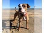 American Pit Bull Terrier Mix DOG FOR ADOPTION RGADN-1173464 - 2308-1649 Duke -