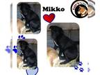 Anatolian Shepherd-Labrador Retriever Mix DOG FOR ADOPTION RGADN-1173469 - Mikko