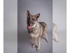 German Shepherd Dog DOG FOR ADOPTION RGADN-1173476 - Gideon - German Shepherd