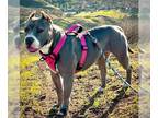 American Staffordshire Terrier Mix DOG FOR ADOPTION RGADN-1173486 - Zsa Zsa -