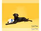 Labrador Retriever Mix DOG FOR ADOPTION RGADN-1173487 - Urgent foster needed -