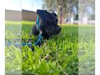 American Staffordshire Terrier Mix DOG FOR ADOPTION RGADN-1173492 - PRECIOUS -