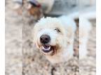 Poodle (Miniature) Mix DOG FOR ADOPTION RGADN-1173501 - MARSHMALLOW - Poodle