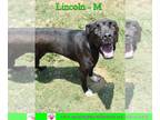 Labrador Retriever Mix DOG FOR ADOPTION RGADN-1173502 - Lincoln - Labrador