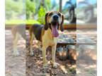 Treeing Walker Coonhound DOG FOR ADOPTION RGADN-1173507 - Elvis - Treeing Walker