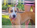 American Pit Bull Terrier Mix DOG FOR ADOPTION RGADN-1173520 - Honey - Hound /
