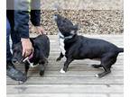 Basset Hound DOG FOR ADOPTION RGADN-1173534 - JUNE & JASPER - Basset Hound /