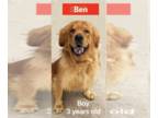Golden Retriever DOG FOR ADOPTION RGADN-1173541 - Ben - COMING SOON - Golden