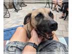 Anatolian Shepherd Mix DOG FOR ADOPTION RGADN-1173547 - C.J