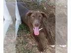 Labrador Retriever Mix DOG FOR ADOPTION RGADN-1173552 - Hunter - Labrador