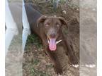 Labrador Retriever Mix DOG FOR ADOPTION RGADN-1173552 - Mack - Labrador