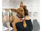 Rat Terrier Mix DOG FOR ADOPTION RGADN-1173570 - Cappuccino - Shepherd / Rat