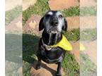 Labrador Retriever Mix DOG FOR ADOPTION RGADN-1173574 - Elsa - Labrador