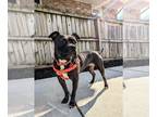American Pit Bull Terrier DOG FOR ADOPTION RGADN-1173634 - Mamacita - Pit Bull
