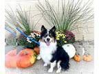 Australian Shepherd DOG FOR ADOPTION RGADN-1173639 - Gabbie - Australian